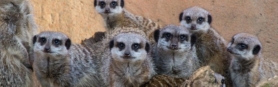 T-Level in Animal Care and Management - meerkats